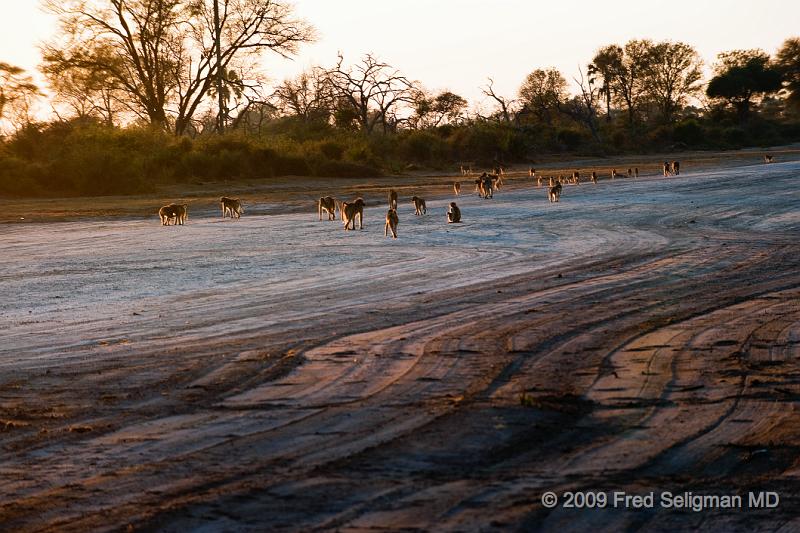 20090615_072019 D3 X1.jpg - Baboons live in hierarchial tropps with a group size of 5 to 150 animals.  Usual size is about 50.